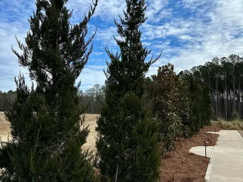 Evergreen trees lining the sidewalk at a new community entrance