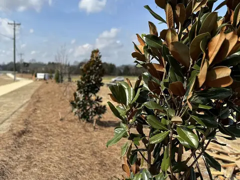 Magnolia branches in the foreground of a newly landscaped road frontage