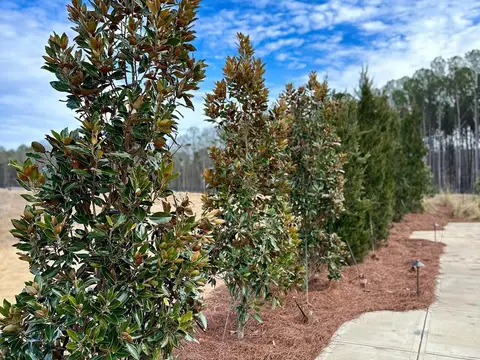 Row of young magnolias in a pine-straw bed beside a curving sidewalk with path lights