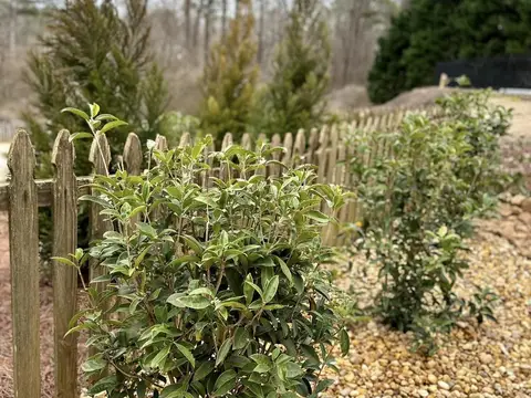 Shrubs planted beside a gravel drainage swale and a picket fence