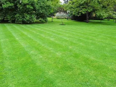 Striped, closely mown green lawn beneath mature trees