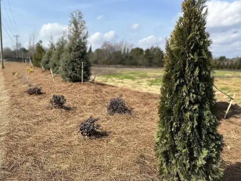 Young arborvitae and shrubs in a pine-straw bed along a road