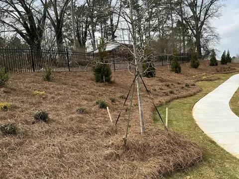 Young tree and new planting beds beside a path at a community entrance
